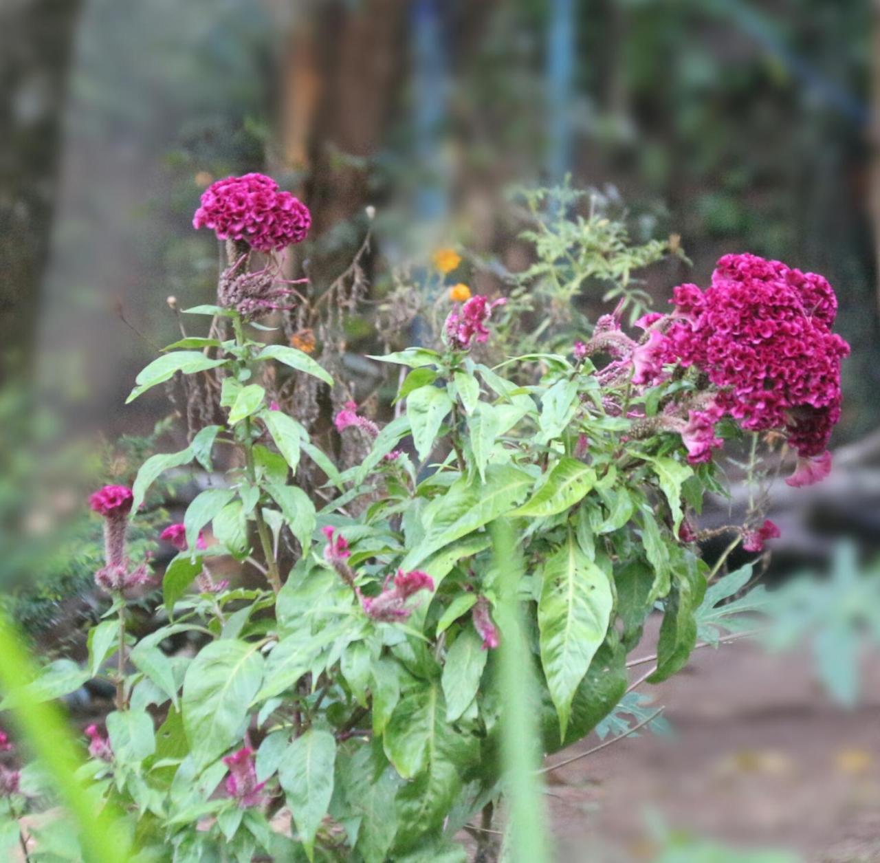 Apple Sara Home Stay Kandy Ngoại thất bức ảnh